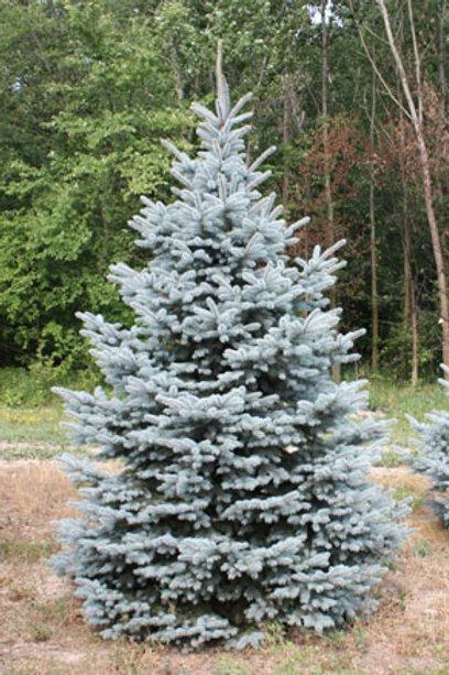 Picea Pungens Glauca Baby Blue - View 4 from www redcrocus com