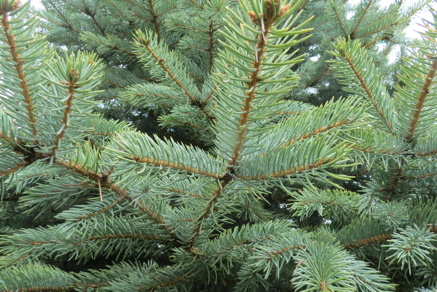 Picea Pungens Glauca Baby Blue - View 6 from www redcrocus com