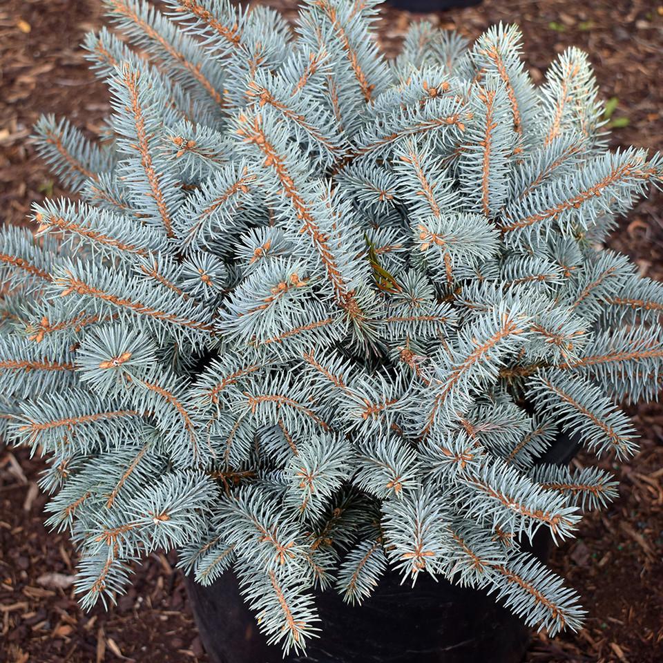Picea Pungens Glauca Baby Blue - View 7 from www redcrocus com