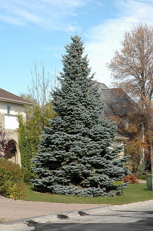 Picea Pungens Glauca Baby Blue - View 8 from www redcrocus com