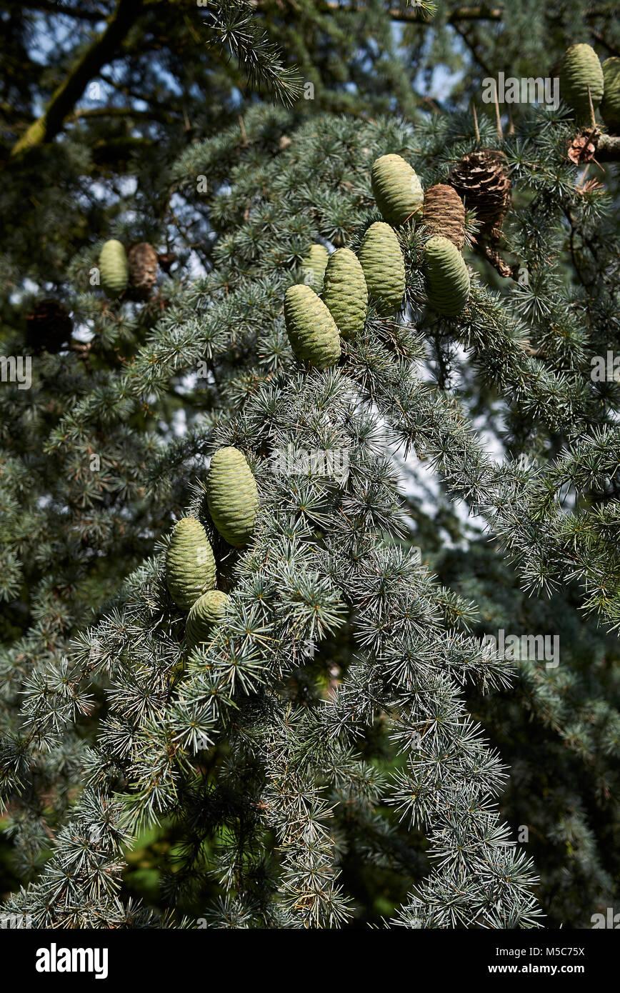 Cedrus Libani Stenocoma - View 11 from www redcrocus com