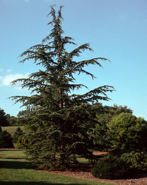 Cedrus Libani Stenocoma - View 4 from www redcrocus com