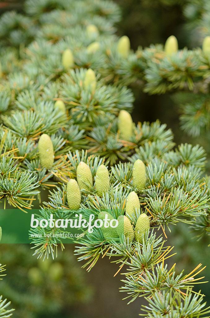 Cedrus Libani Stenocoma - View 5 from www redcrocus com