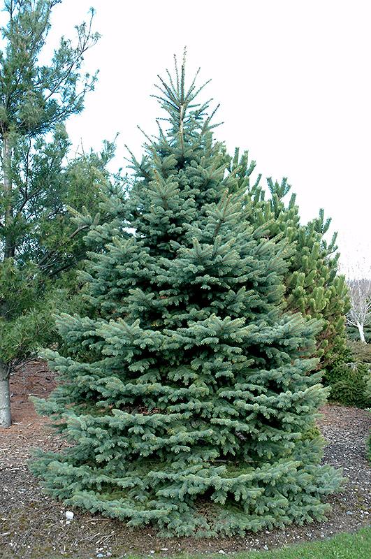 Picea Pungens Glauca Baby Blue - View 15 from www redcrocus com