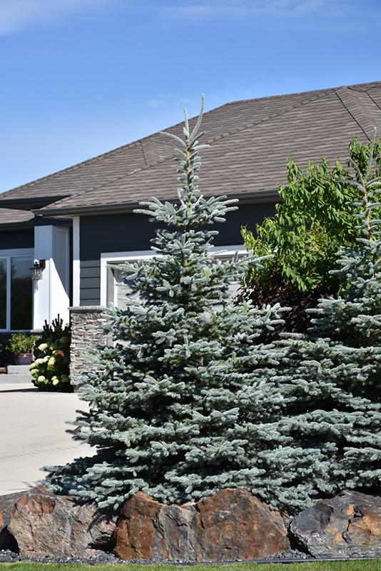 Picea Pungens Glauca Baby Blue - View 9 from www redcrocus com