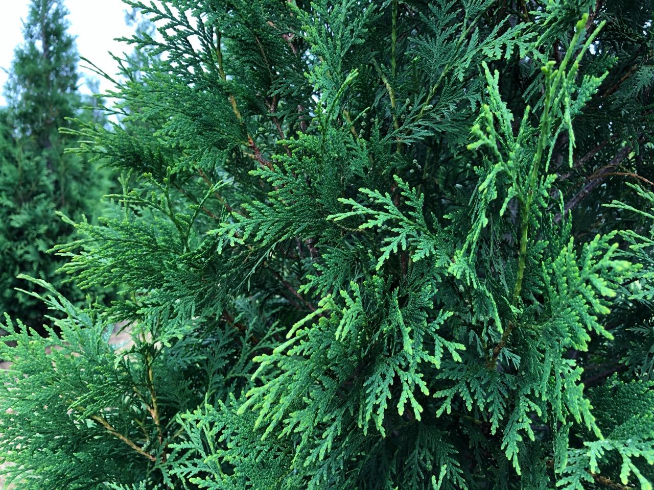 Thuja Occidentalis 'wintergreen' - View 13 from www redcrocus com