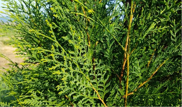 Thuja Occidentalis 'wintergreen' - View 17 from www redcrocus com