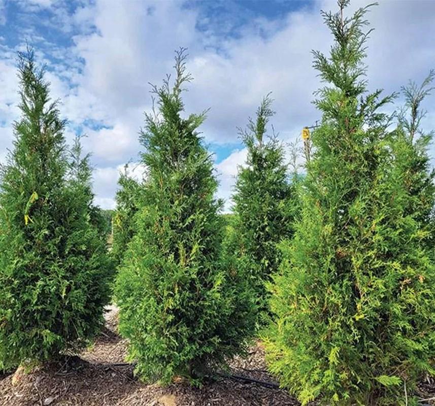 Thuja Occidentalis 'wintergreen' - View 30 from www redcrocus com