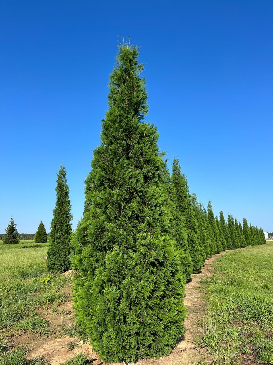 Thuja Occidentalis 'wintergreen' - View 8 from www redcrocus com