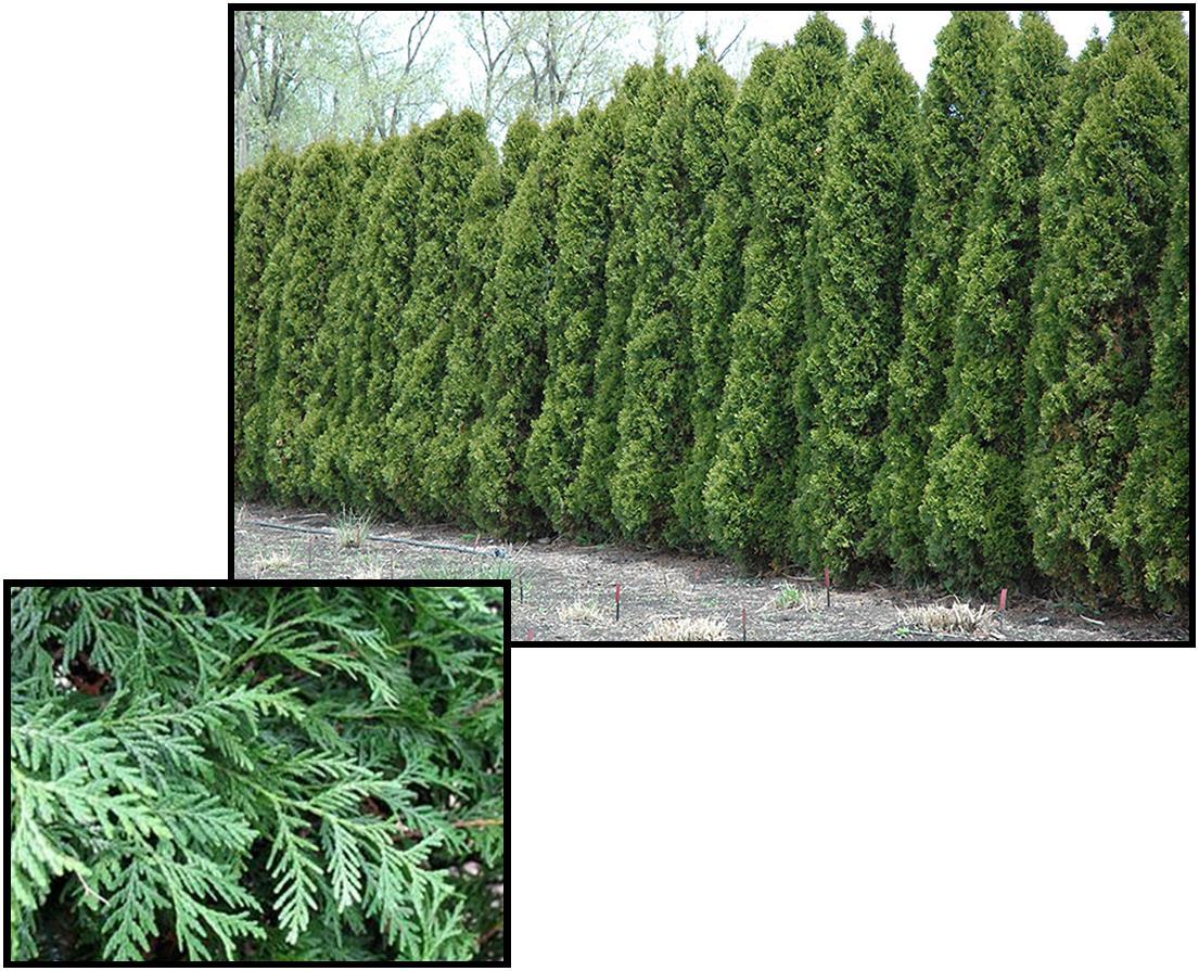 Thuja Occidentalis 'wintergreen' - View 9 from www redcrocus com