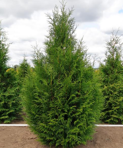 Thuja Occidentalis Steeplechase - View 10 from www redcrocus com