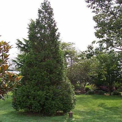 Thuja Occidentalis Steeplechase - View 11 from www redcrocus com