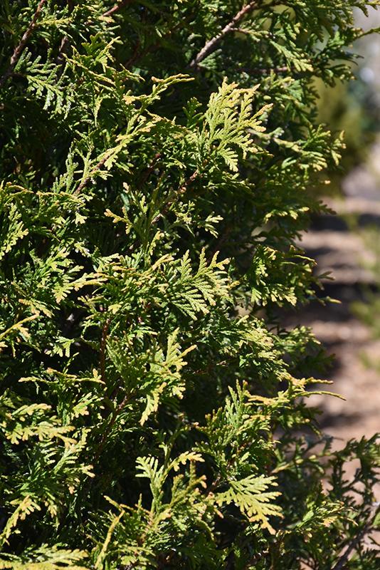 Thuja Occidentalis Steeplechase - View 12 from www redcrocus com