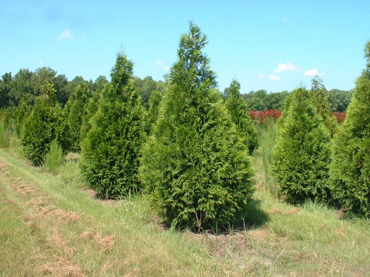 Thuja Occidentalis Steeplechase - View 13 from www redcrocus com
