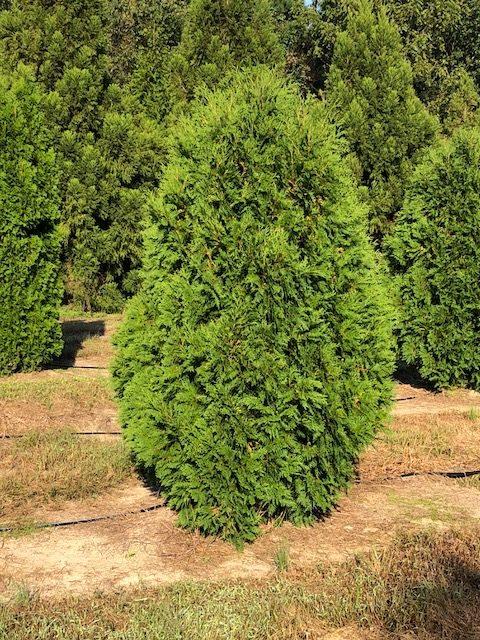 Thuja Occidentalis Steeplechase - View 14 from www redcrocus com