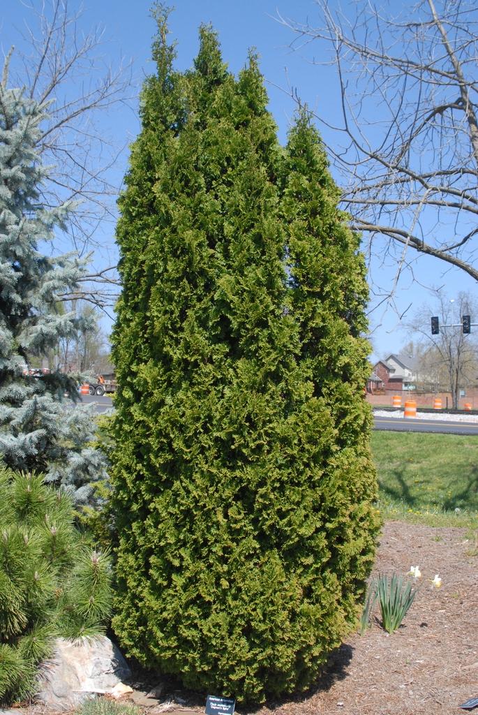 Thuja Occidentalis Steeplechase - View 18 from www redcrocus com