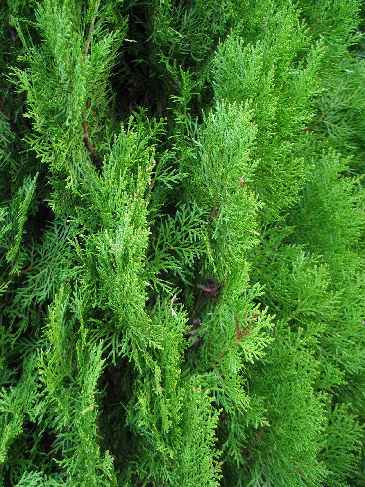 Thuja Occidentalis Steeplechase - View 19 from www redcrocus com