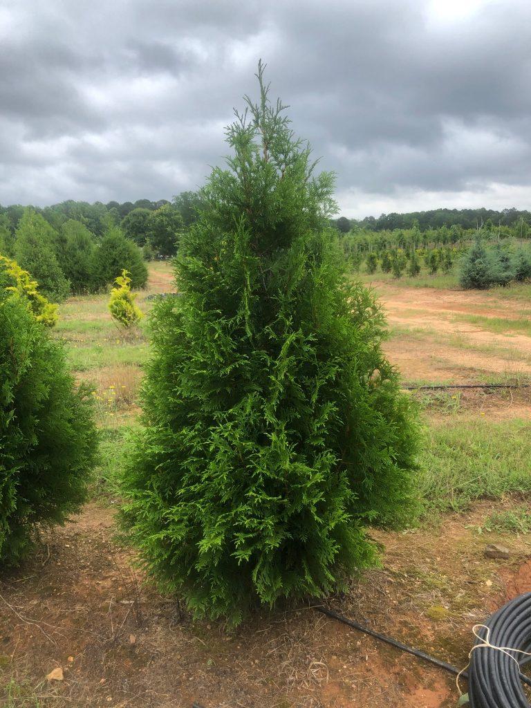 Thuja Occidentalis Steeplechase - View 20 from www redcrocus com