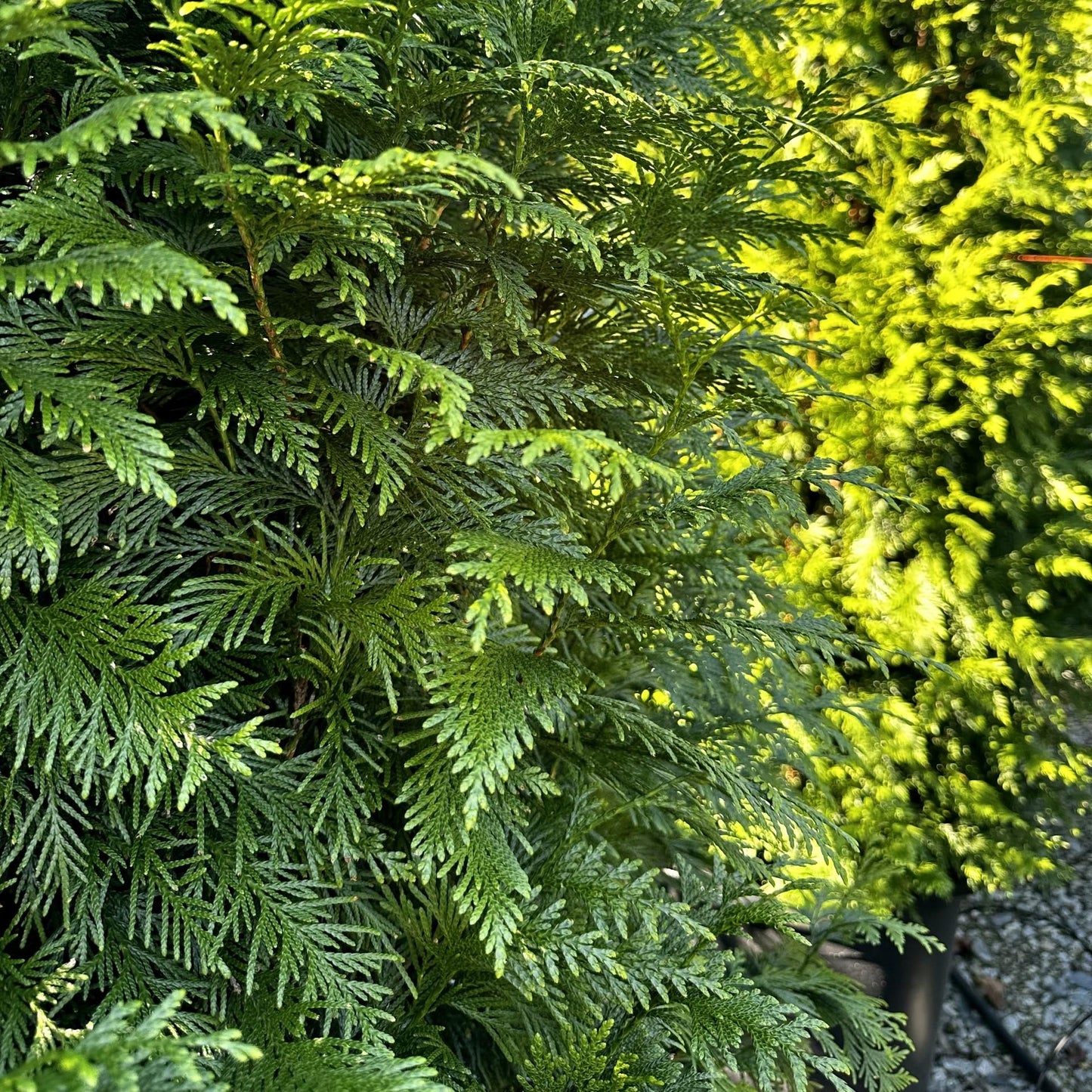Thuja Occidentalis Steeplechase - View 2 from www redcrocus com