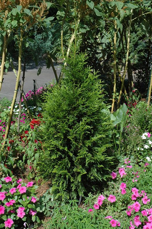 Thuja Occidentalis Steeplechase - View 3 from www redcrocus com