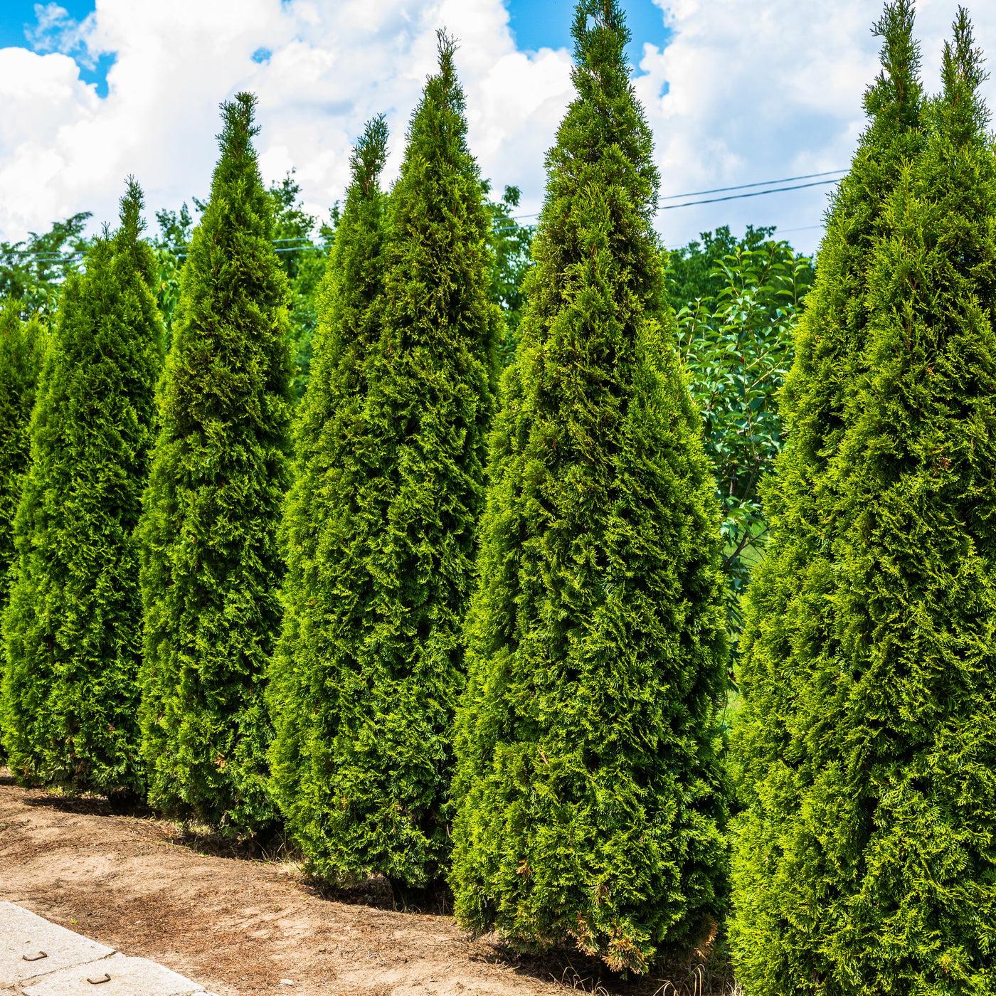 Thuja Occidentalis Steeplechase - View 4 from www redcrocus com