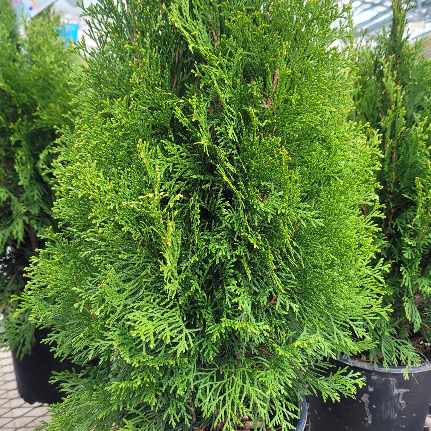 Thuja Occidentalis Steeplechase - View 5 from www redcrocus com