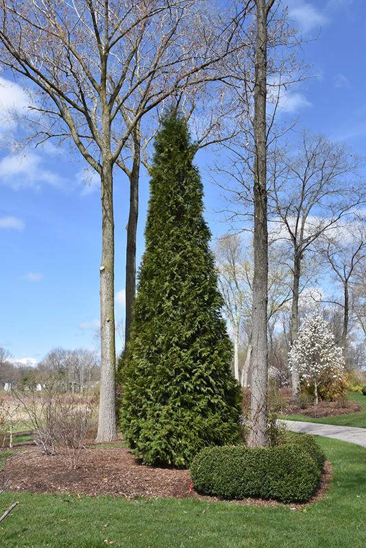 Thuja Occidentalis Steeplechase - View 6 from www redcrocus com