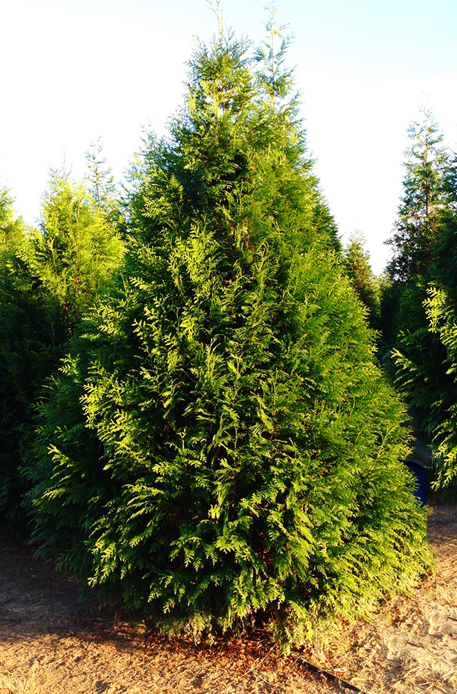 Thuja Occidentalis Steeplechase - View 7 from www redcrocus com
