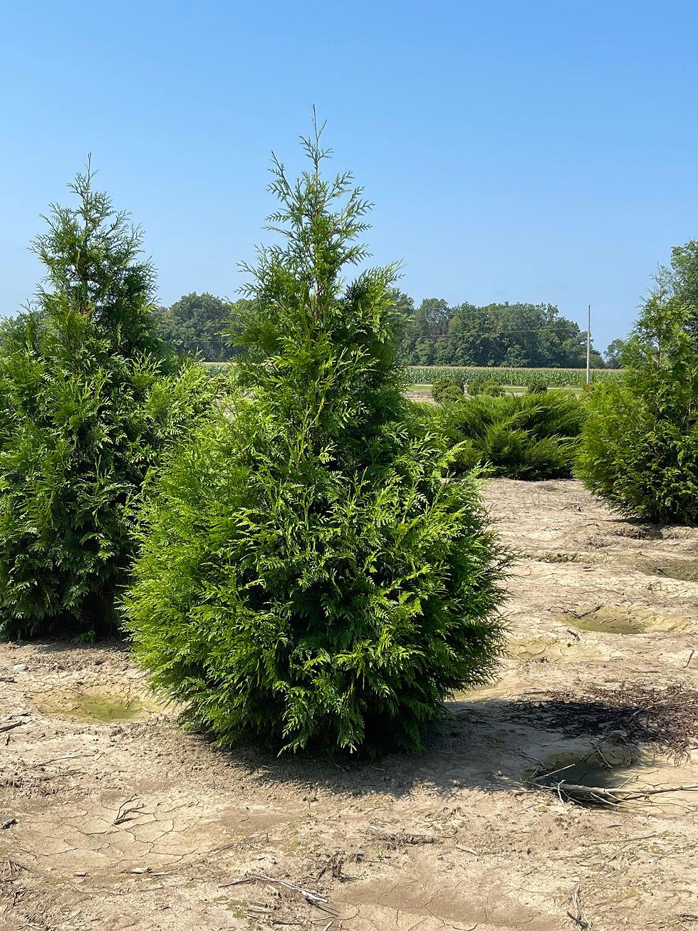 Thuja Occidentalis Steeplechase - View 9 from www redcrocus com