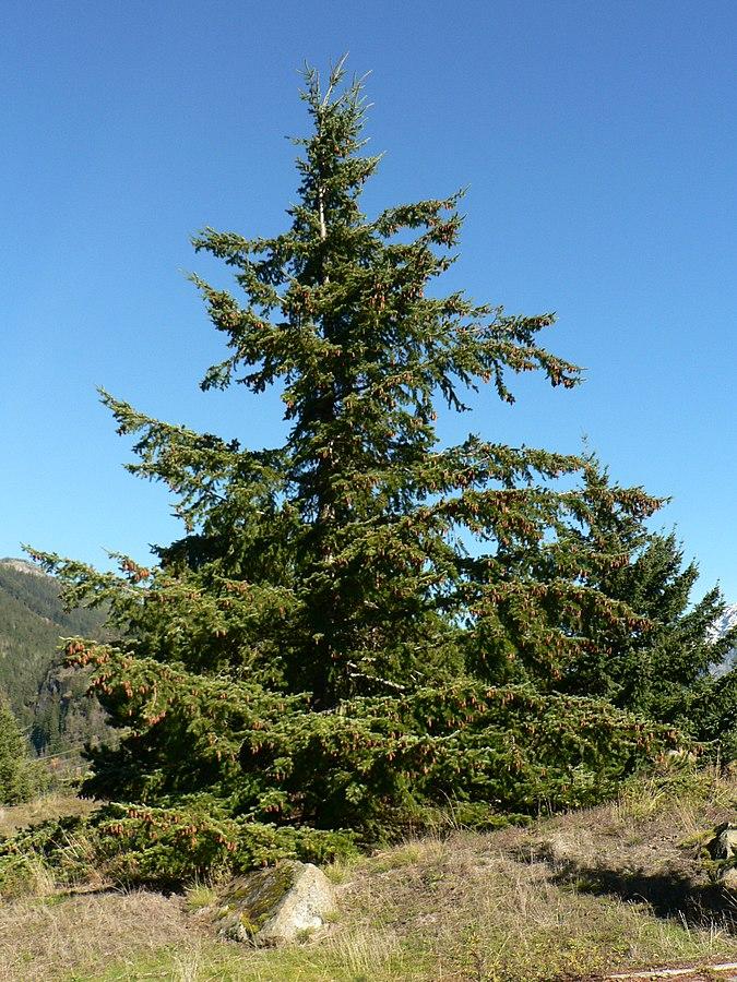 Pseudotsuga Menziesii - View 10 from www redcrocus com