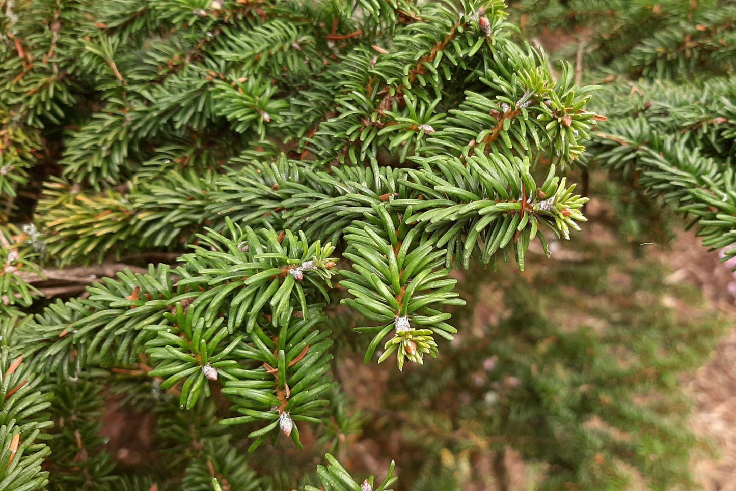 Pseudotsuga Menziesii - View 11 from www redcrocus com