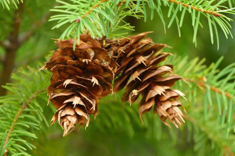 Pseudotsuga Menziesii - View 12 from www redcrocus com