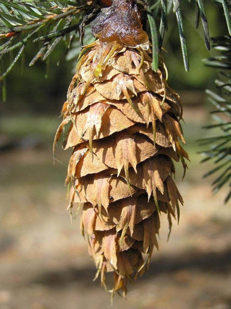 Pseudotsuga Menziesii - View 13 from www redcrocus com