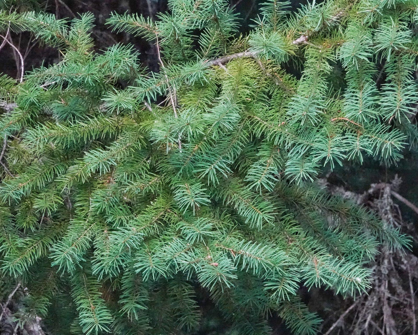 Pseudotsuga Menziesii - View 14 from www redcrocus com
