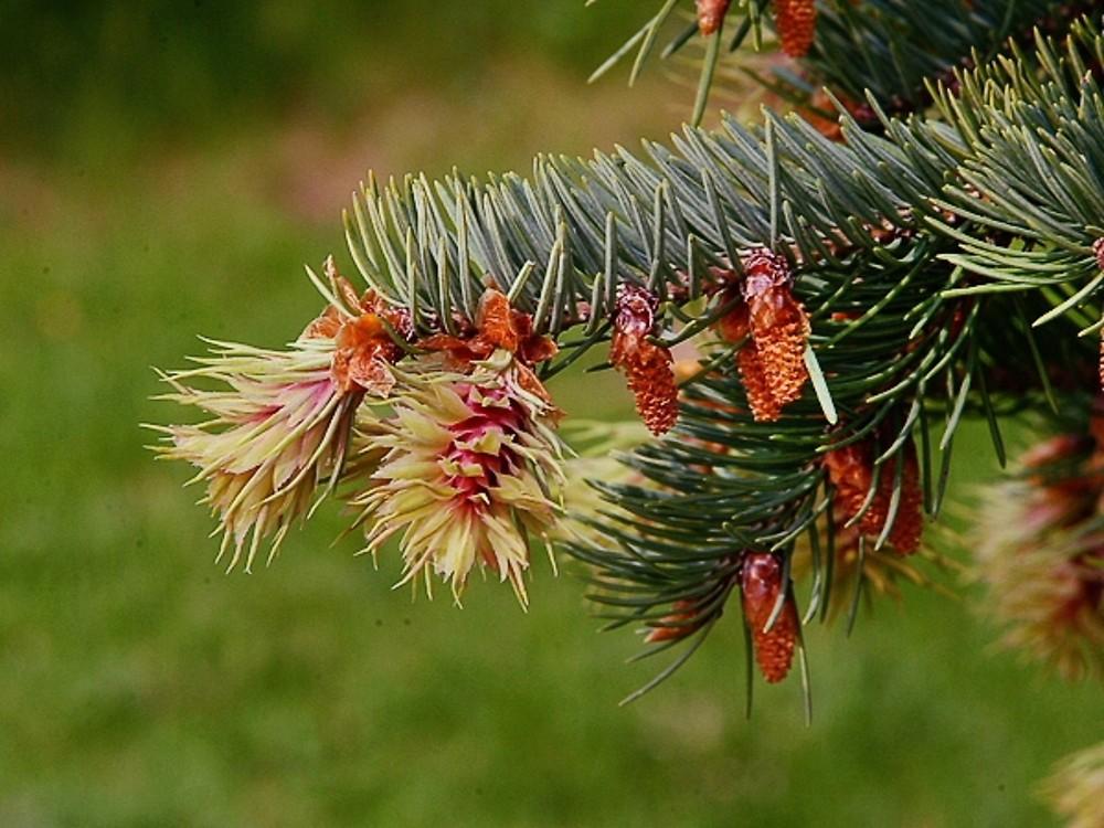 Pseudotsuga Menziesii - View 16 from www redcrocus com