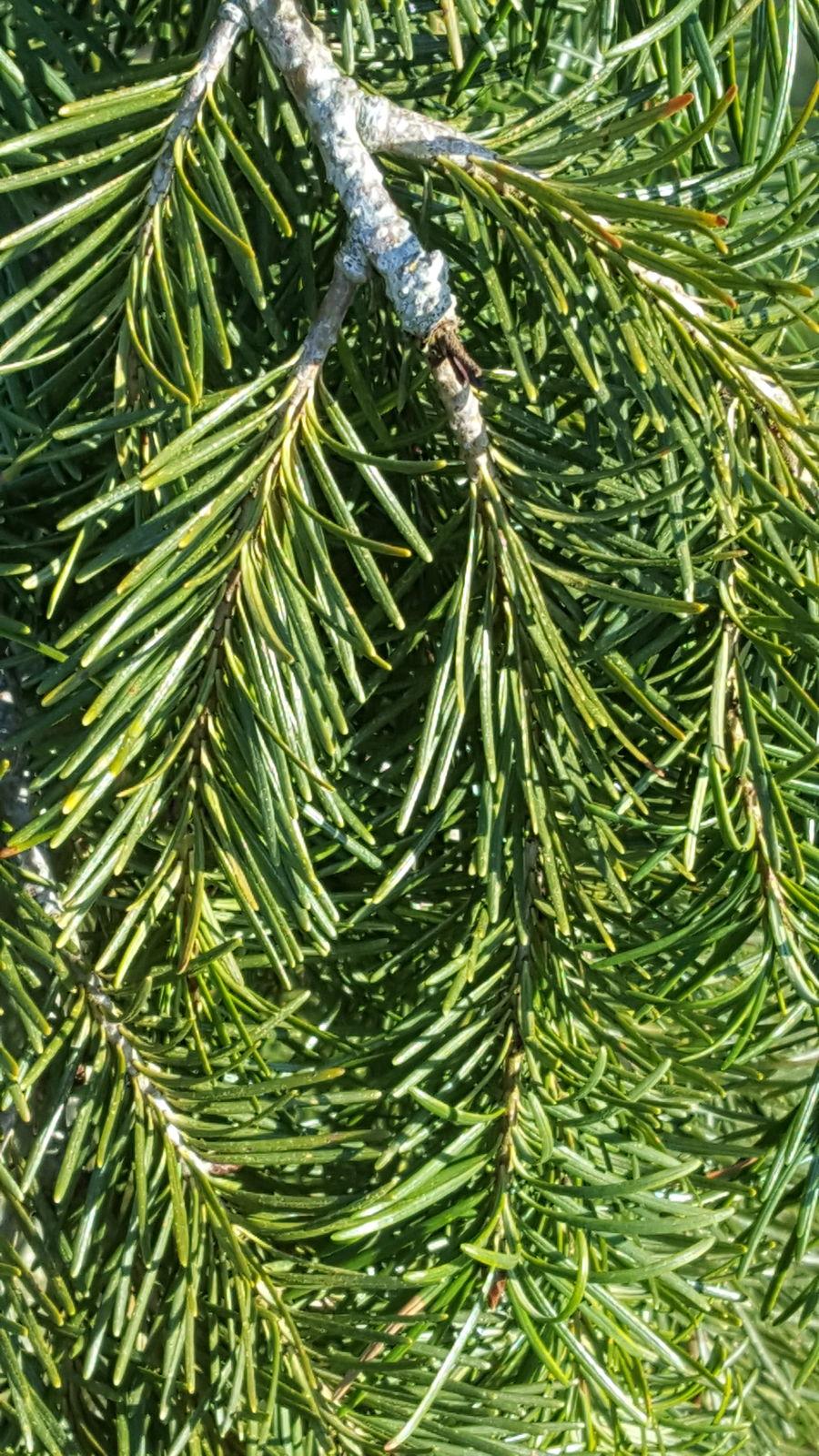 Pseudotsuga Menziesii - View 17 from www redcrocus com