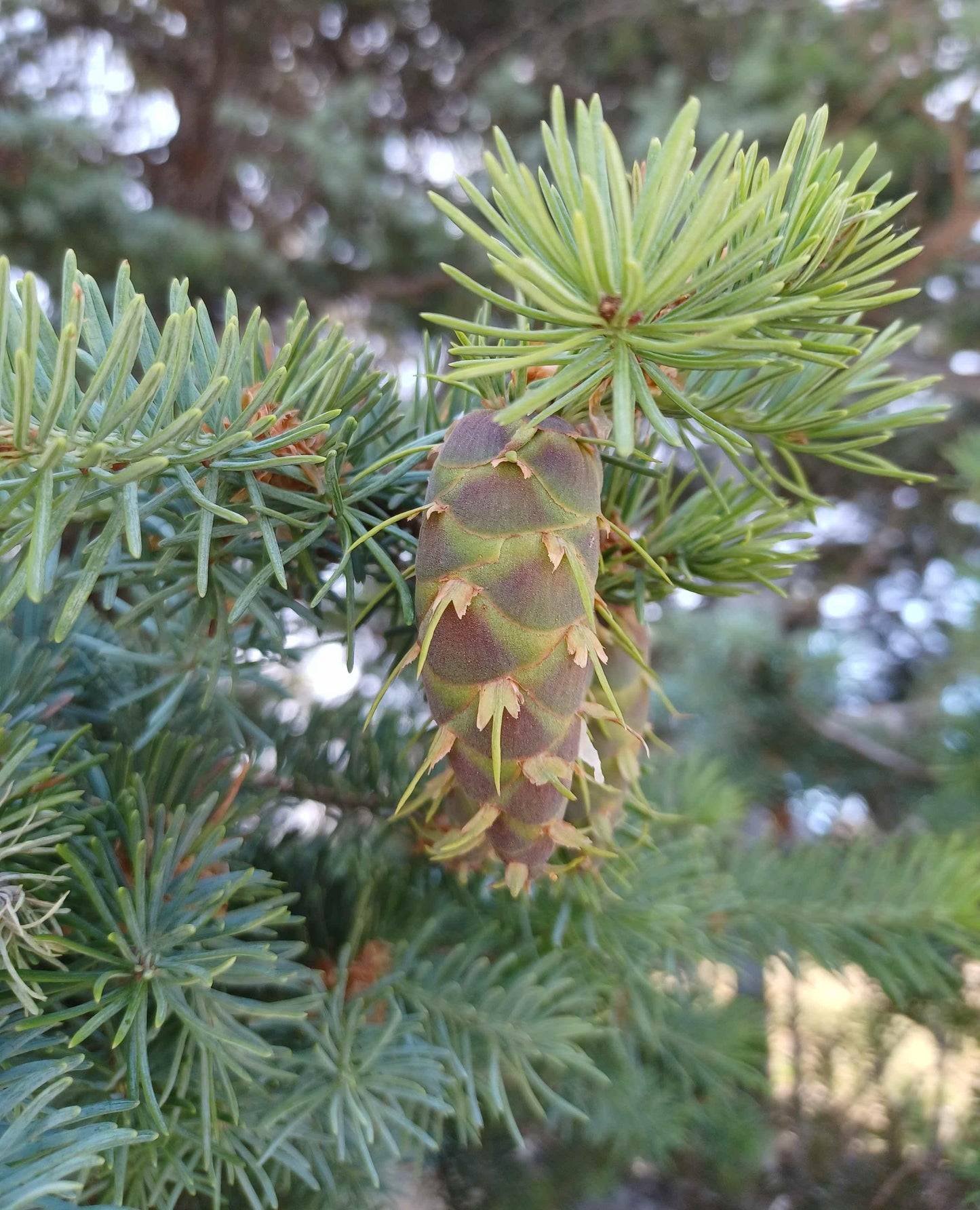 Pseudotsuga Menziesii - View 19 from www redcrocus com