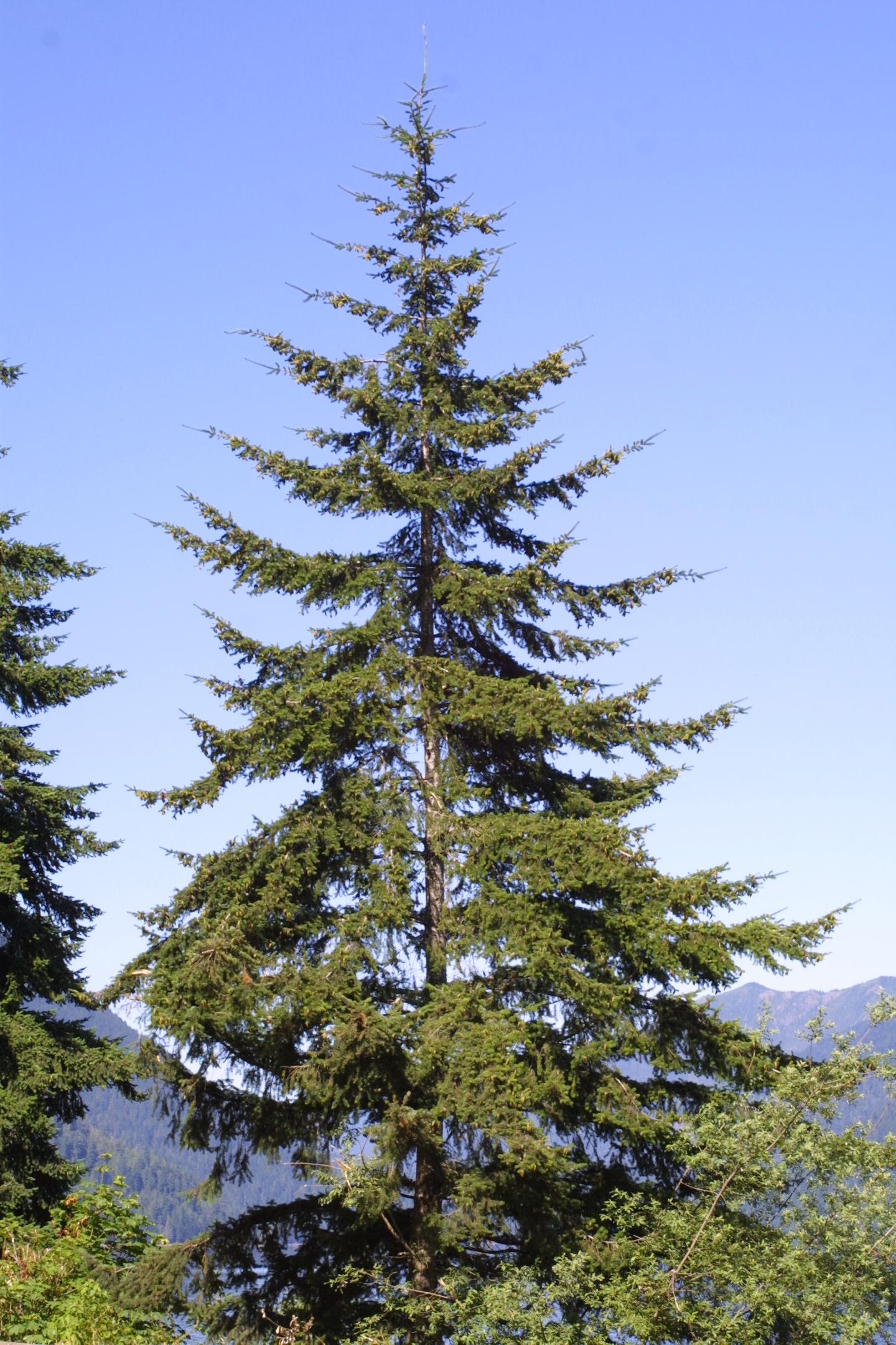 Pseudotsuga Menziesii - View 1 from www redcrocus com
