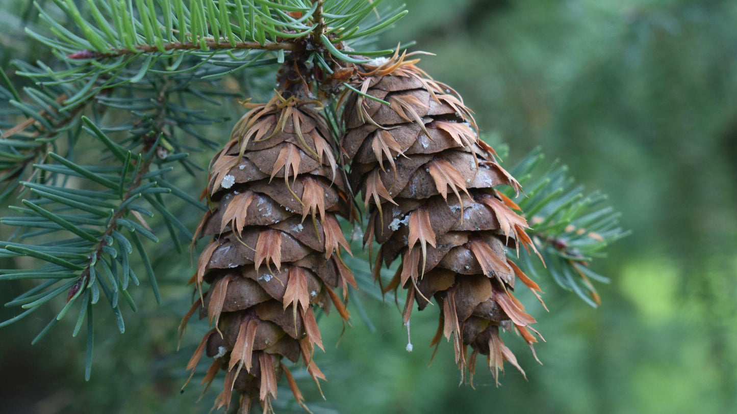 Pseudotsuga Menziesii - View 3 from www redcrocus com