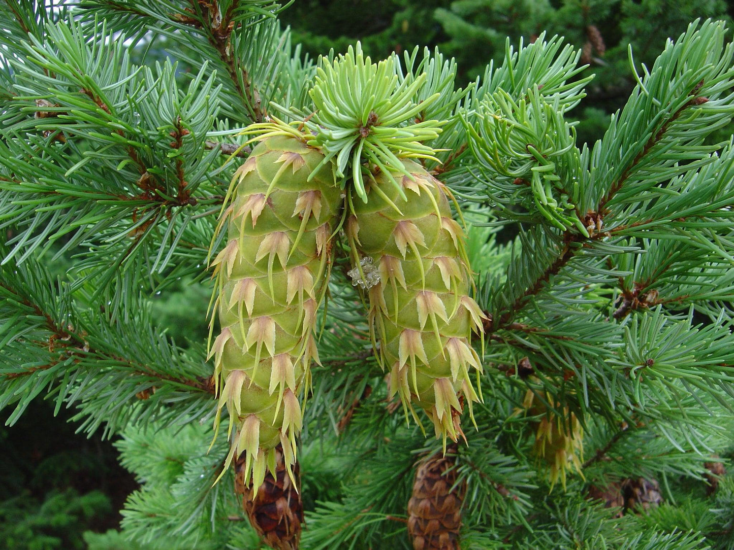 Pseudotsuga Menziesii - View 4 from www redcrocus com