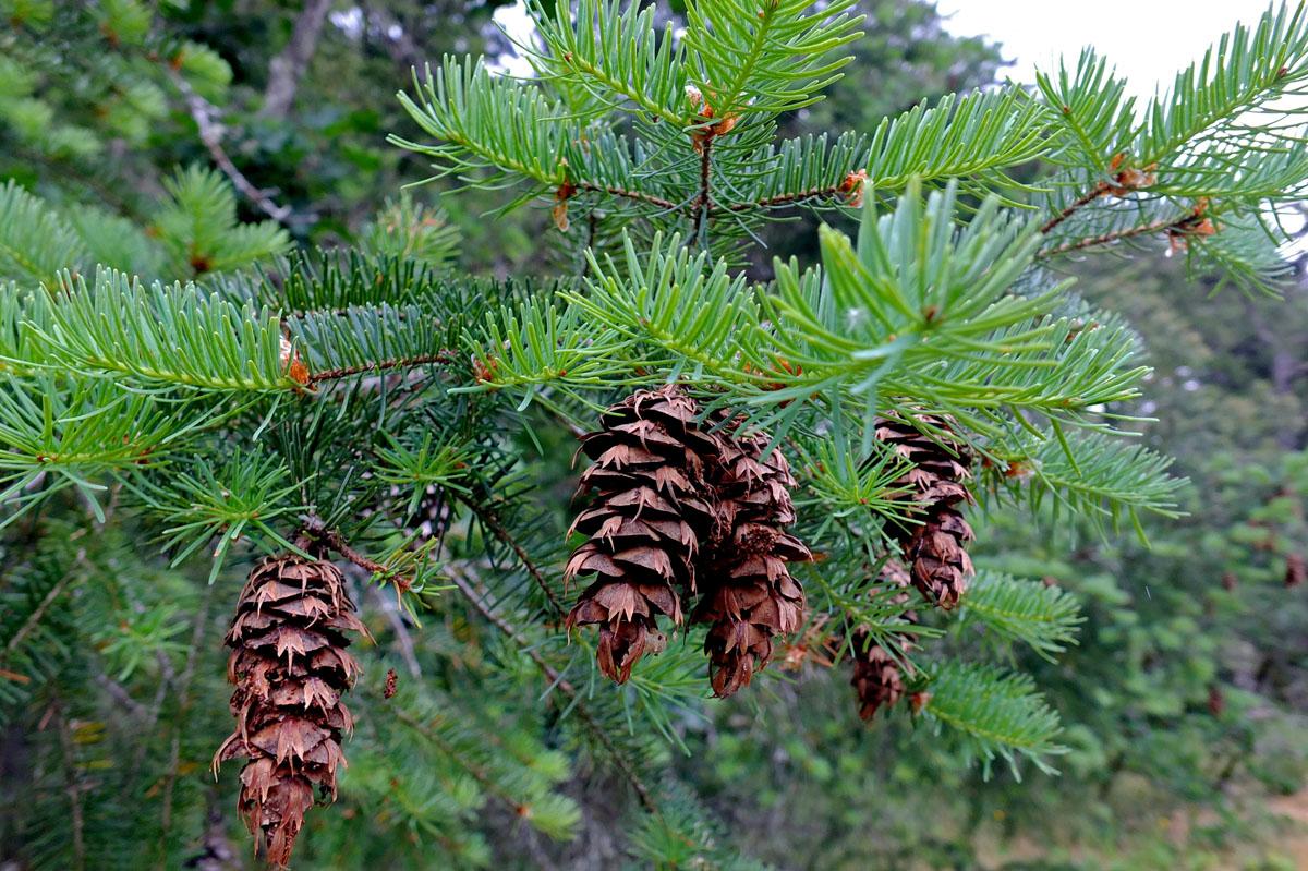 Pseudotsuga Menziesii - View 5 from www redcrocus com