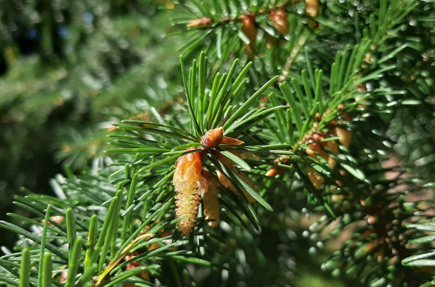 Pseudotsuga Menziesii - View 6 from www redcrocus com