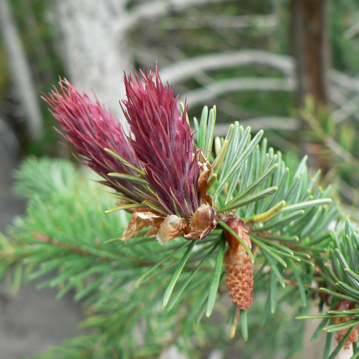 Pseudotsuga Menziesii - View 7 from www redcrocus com