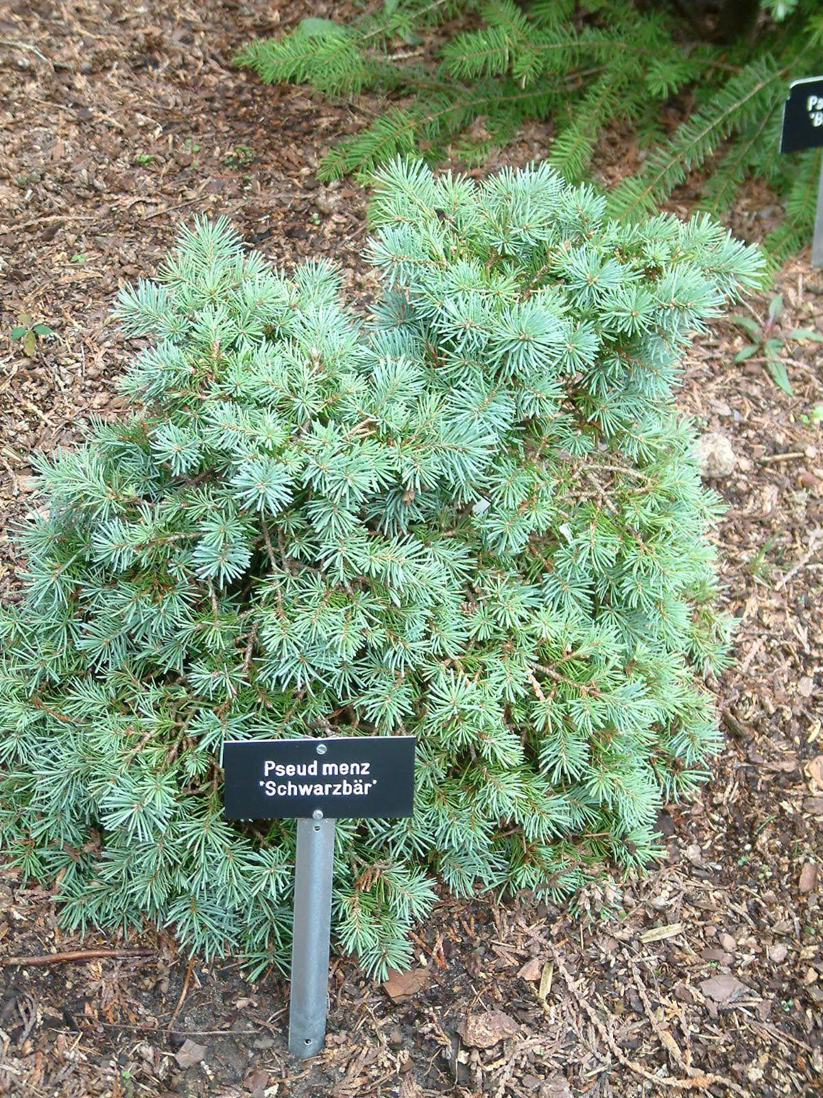 Pseudotsuga Menziesii - View 8 from www redcrocus com
