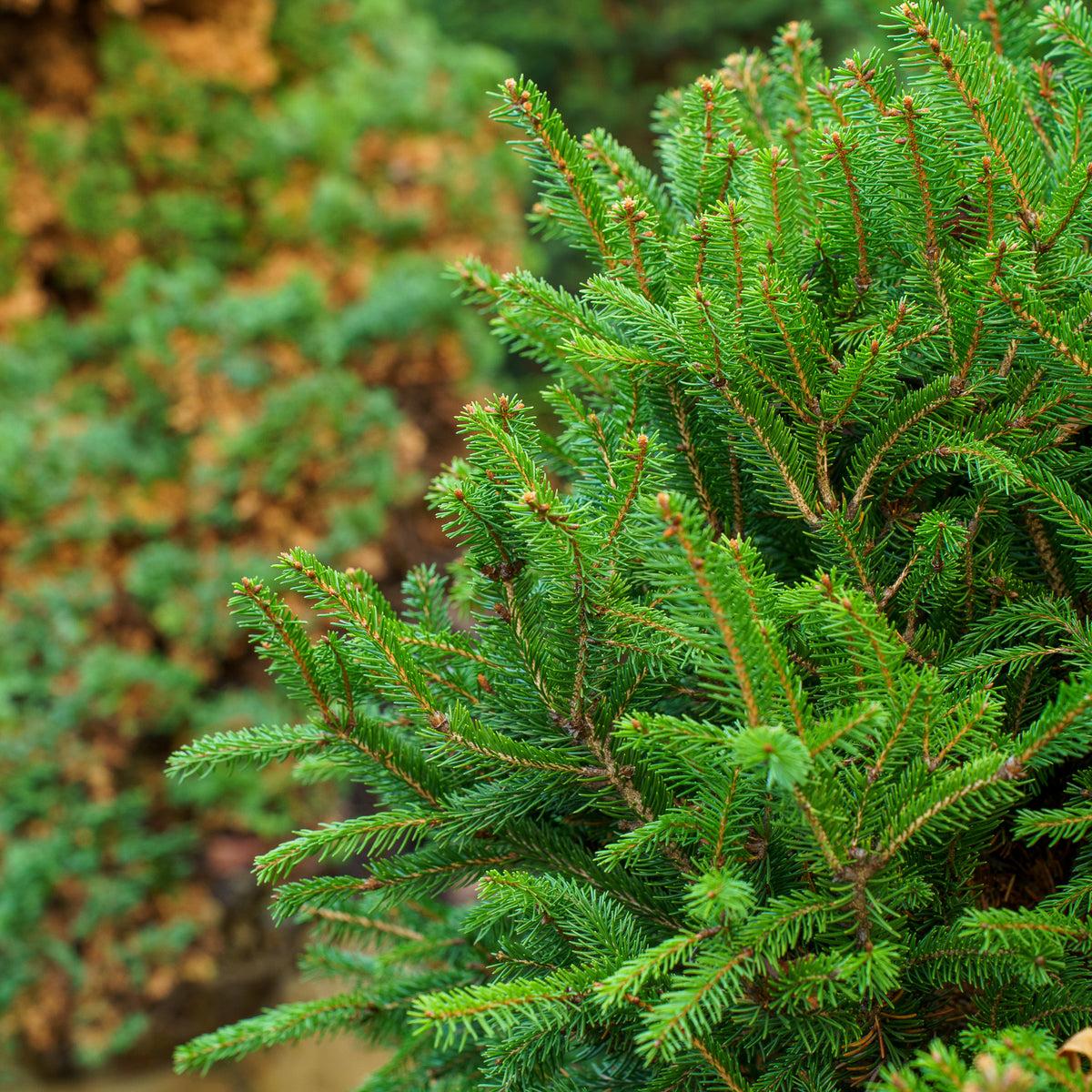Picea Orientalis 'nigra Compacta' - View 12 from www redcrocus com