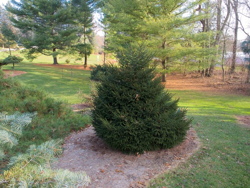 Picea Orientalis 'nigra Compacta' - View 14 from www redcrocus com