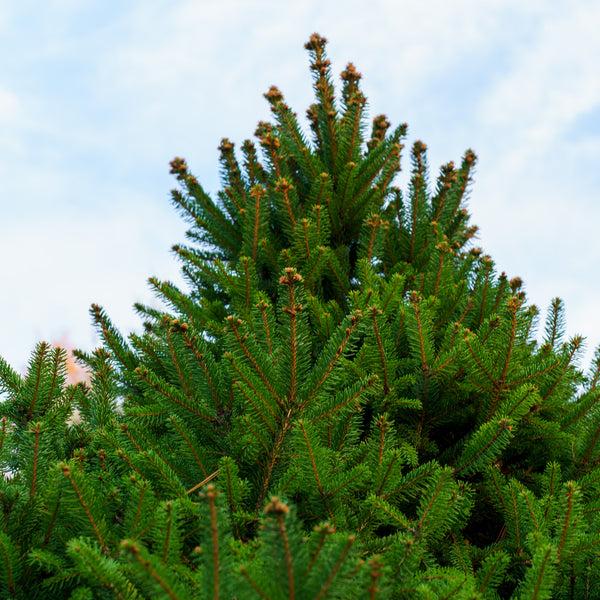 Picea Orientalis 'nigra Compacta' - View 17 from www redcrocus com