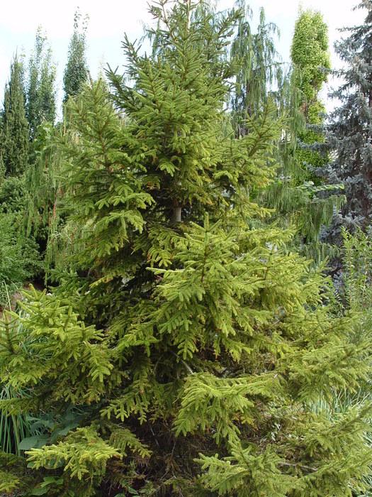 Picea Orientalis 'nigra Compacta' - View 18 from www redcrocus com