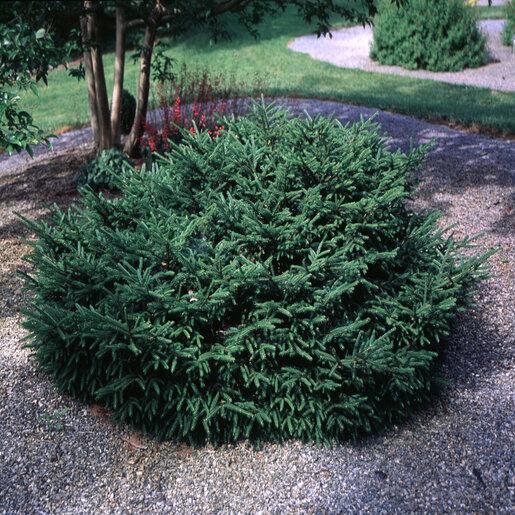 Picea Orientalis 'nigra Compacta' - View 4 from www redcrocus com