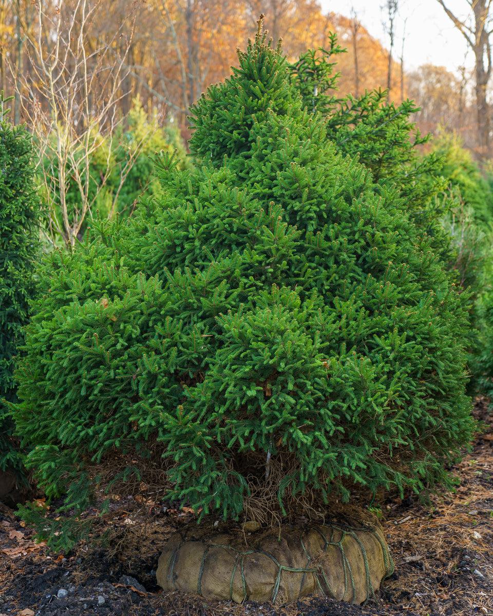 Picea Orientalis 'nigra Compacta' - View 5 from www redcrocus com
